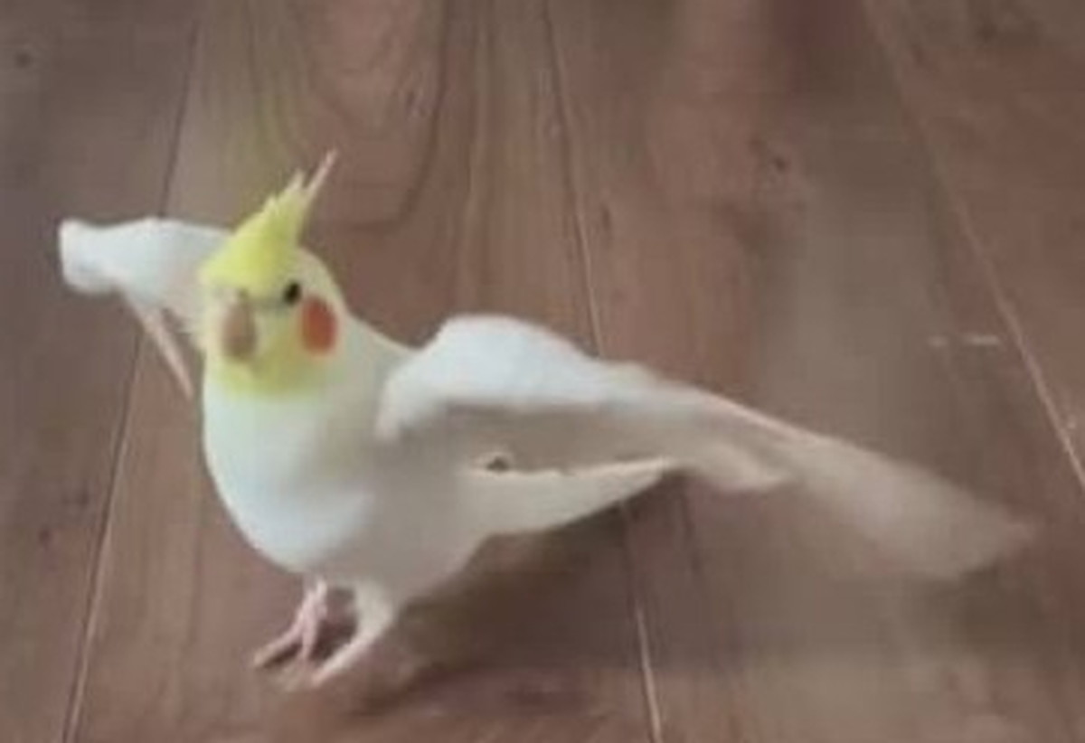 インコに愛されすぎた息子が起床すると……　「落ち着かない」まさかの“行動”に爆笑「大好きなんですね」（1/3） | その他生き物 ねとらぼ