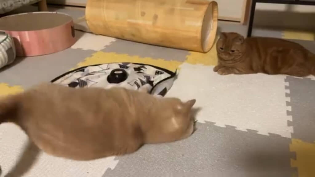 おもちゃが復活して兄のバニラくんもうれしそうです