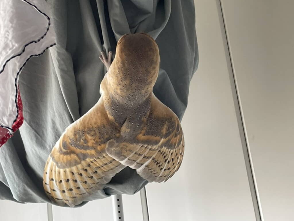 洗濯物に巨大なセミ!?