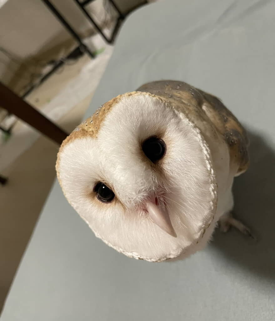 モフモフして欲しいときの表情