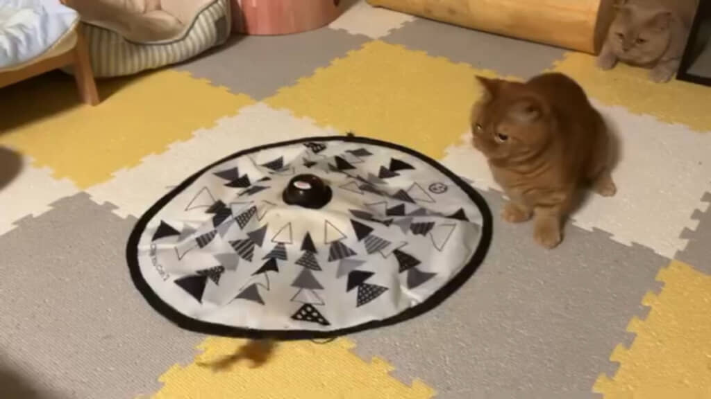 メープルくんの番がやってきました