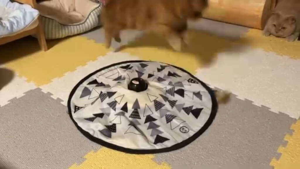 動く猫じゃらしに興奮してぴょーんと跳ねるメープルくん！