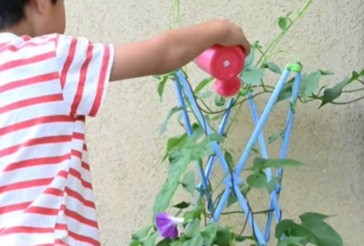 小1息子が夏休みにせっせと育てた朝顔→“ひと工夫”すると…… 驚きの自由 