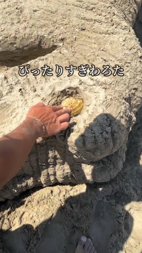 目はカニの甲羅で