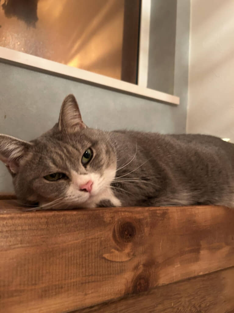 飼い主さんに気づかれても動く気配がありません