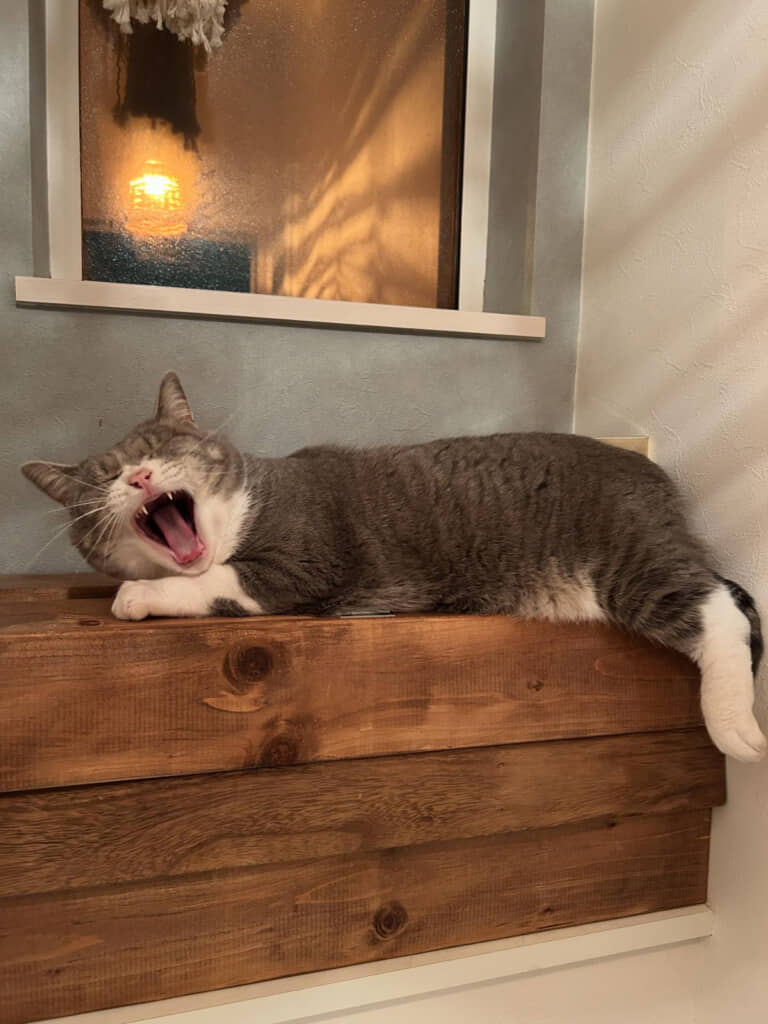 猫さまにとってトイレのこの場所がかなり心地良い様子