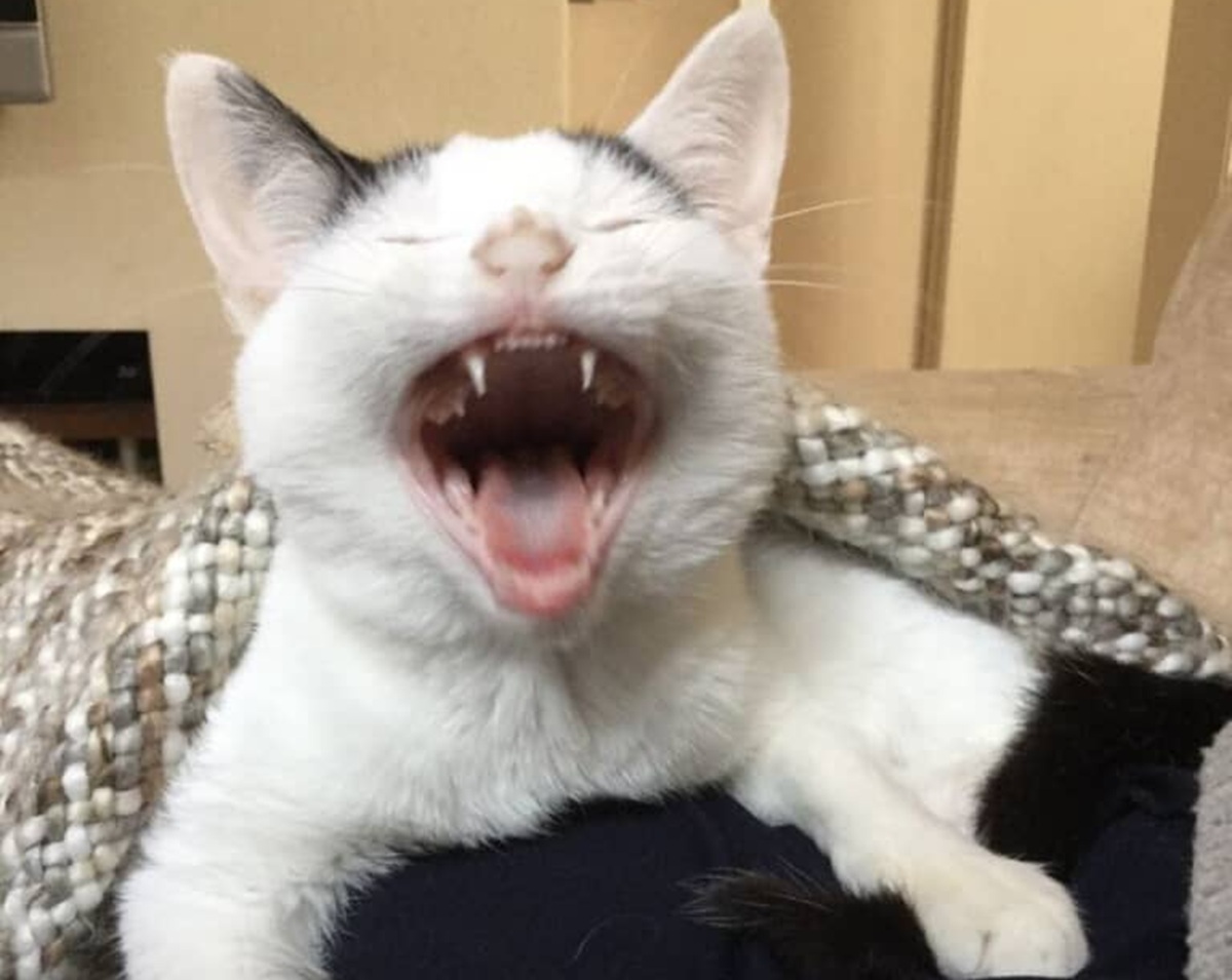 子猫のときのあくび顔→成猫になったら……　思わぬ現在の姿に「あららららら」「愛おしすぎます」（1/3） | 猫 ねとらぼ