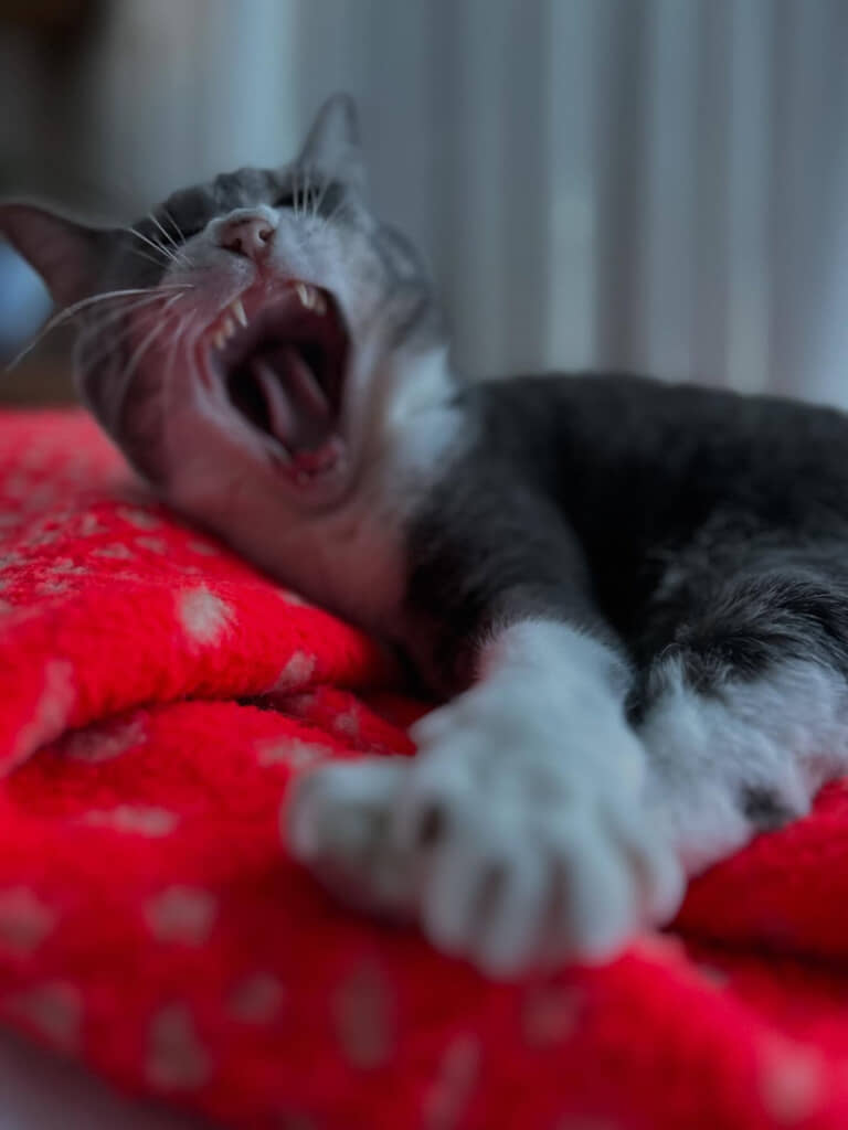 おおきなあくびもかわいい