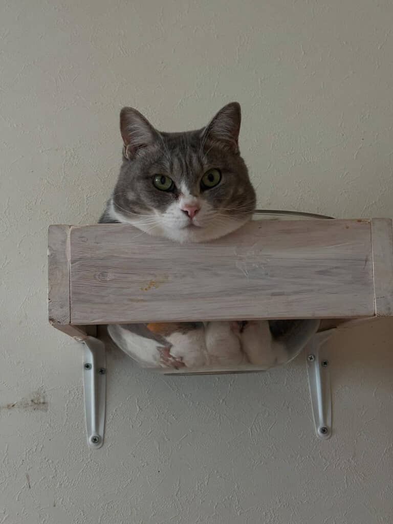 下から見てみたくなります