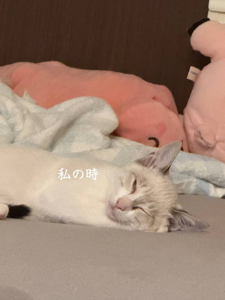 まるで別猫ちゃんのように……