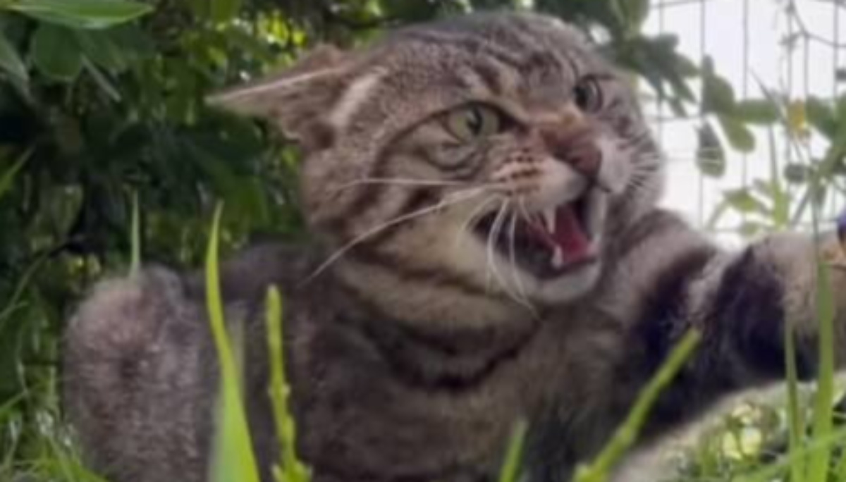 警戒心MAXの野良猫→エサをあげ続けた半年後……　別猫のような姿に「かわいい」「なごみました」の声（1/3） | 猫 ねとらぼ