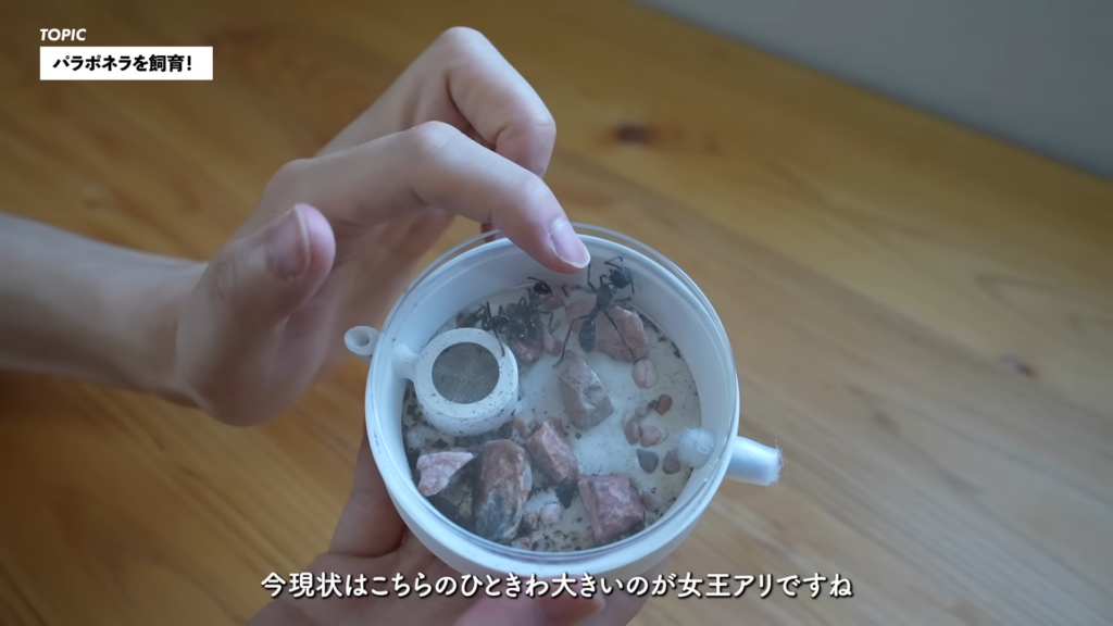巨大なアリ「パラポネラ」をお迎え