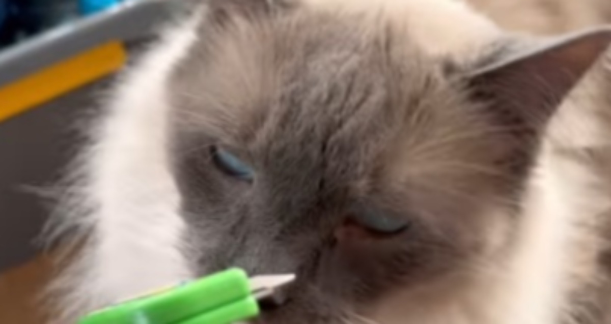 愛猫の抜けた毛を集めていくと……　思いも寄らなかった物が完成し「オーマイガー」「最高！」の声【海外】（1/3） | 猫 ねとらぼ