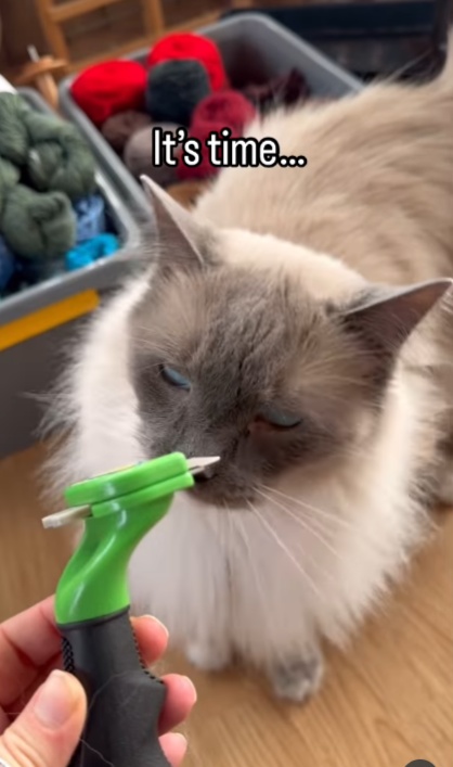 猫の毛を集める