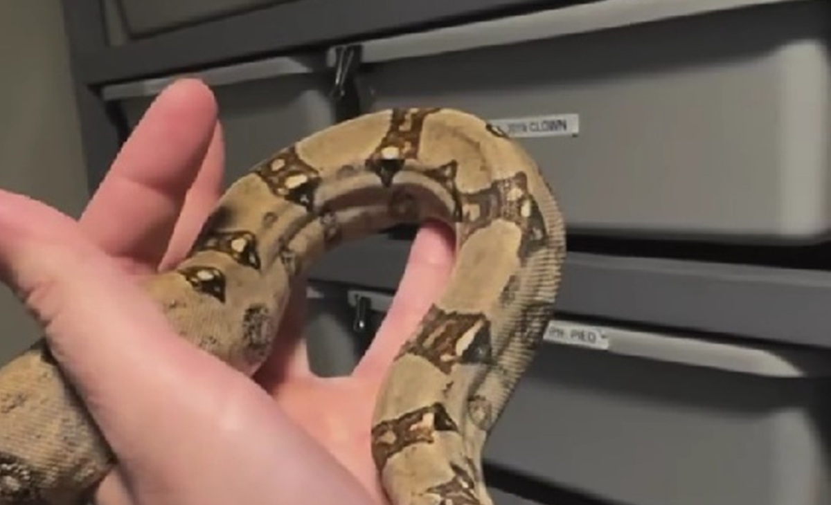 「珍しいヘビがいるんだ」→ヘビの全身を確認すると……　超レアな頭が410万再生「これは本当にすごい」【海外】（1/3） | その他生き物 ねとらぼ