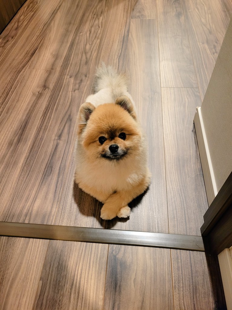 威厳のあるポーズでキリッとカメラ目線
