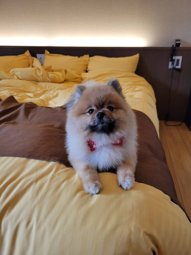 「おめかしポメリー」