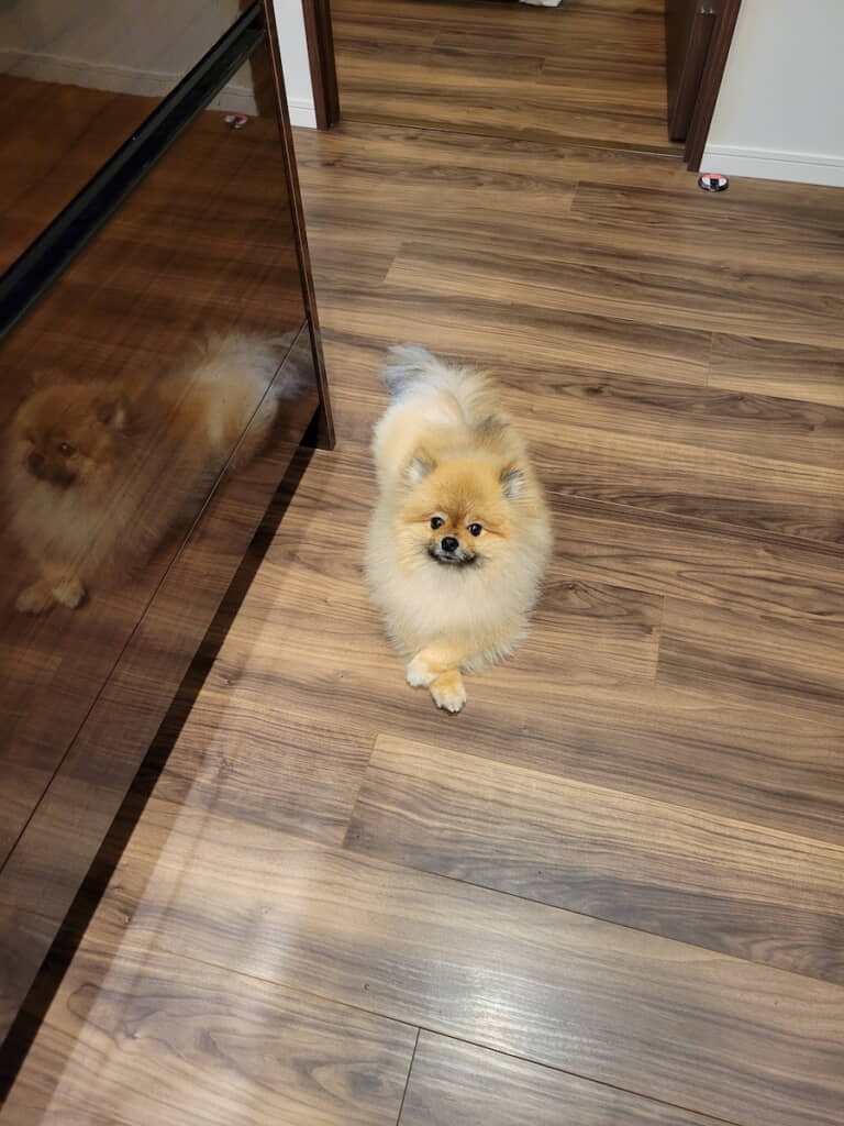 「今日も偉そうにごはんを待つポメ」