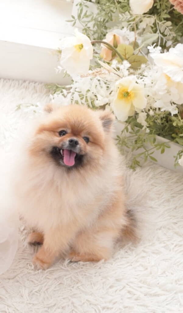 「プロに撮ってもらったポメ」