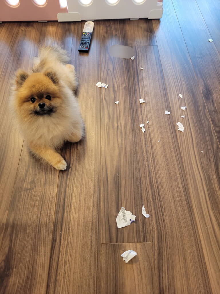 「すっとぼけているポメ」