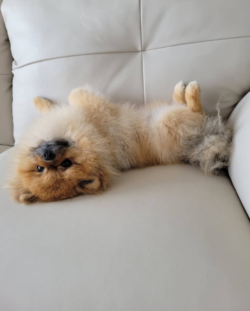 「撫でられ待ちポメ」