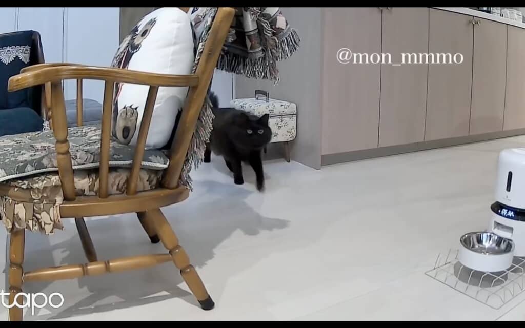 トコトコと歩いてきて……