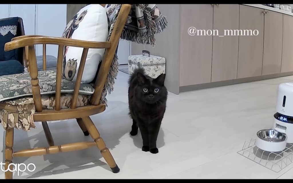 カメラ目線でピタッと立ち止まるもんちゃんくん