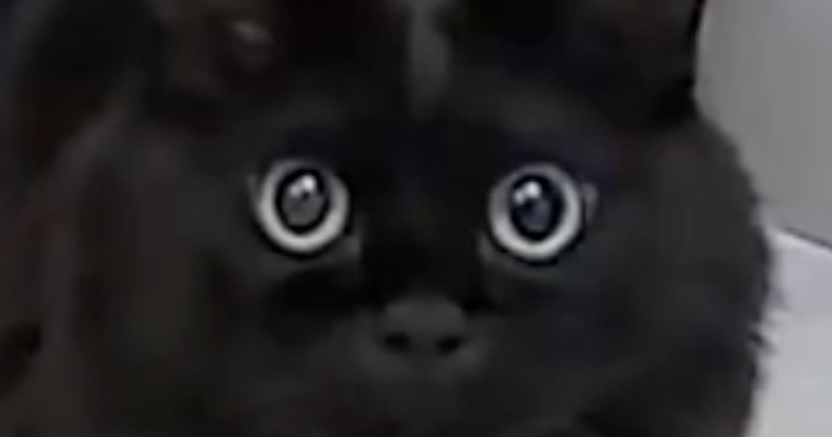 外出先でペットカメラ起動→愛猫の様子をのぞくと……「きさま！見ているな！」　“まさかの反応”に「カワイーw」「プロ意識つよい」（1/2） | 猫 ねとらぼ