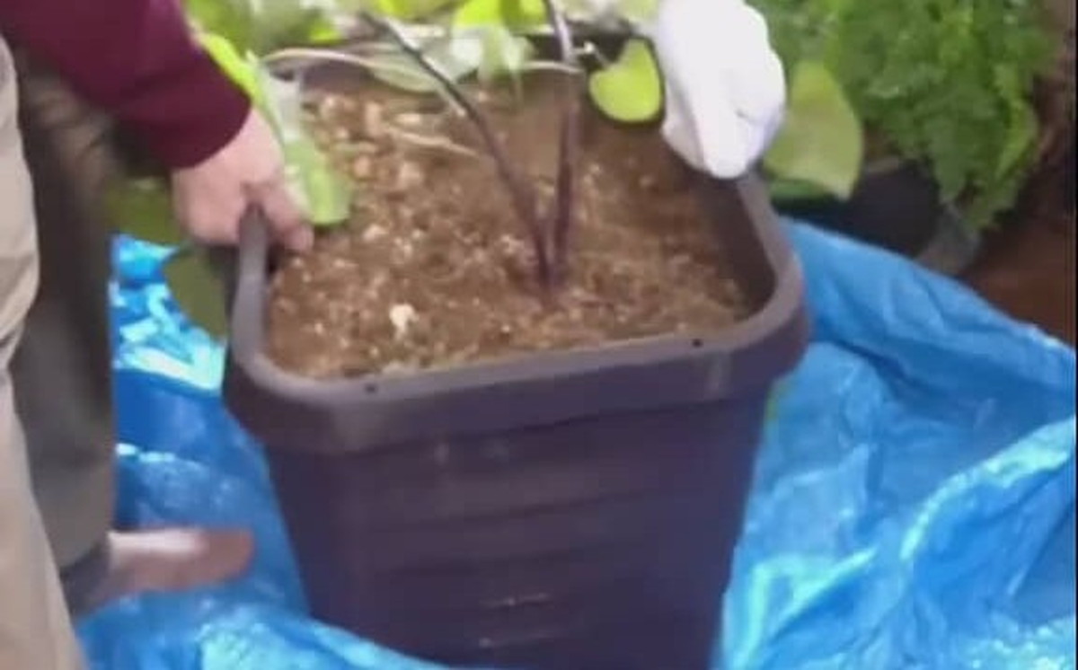 30×30センチのプランターで育てたサツマイモ→収穫してみたら……　「うわー！」まさかの結果に歓喜「拍手喝采」（1/3） | ライフハック ねとらぼ