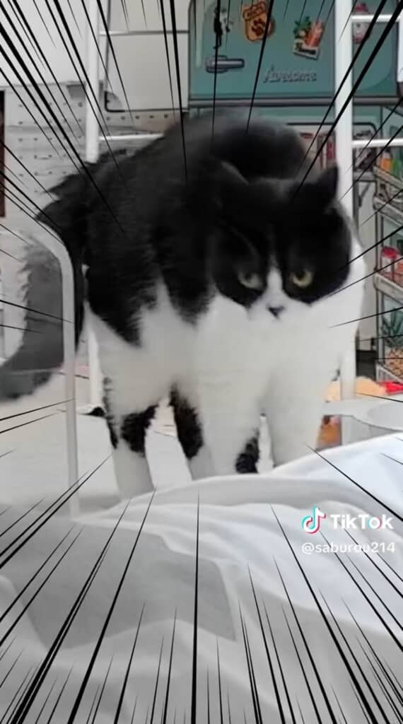 さぶろうくん「やんのか?!」