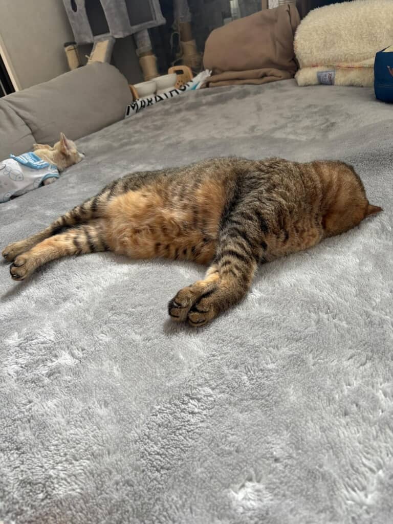 これは「ごめん寝」の変形型？