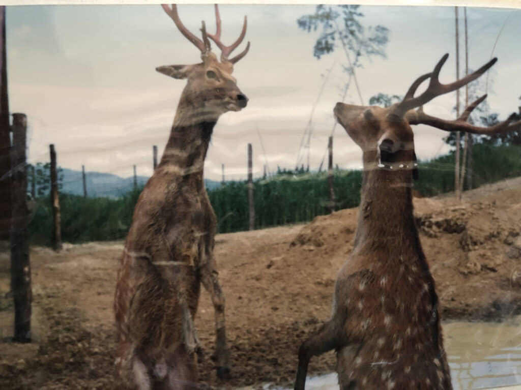 荒ぶる雄鹿の抗争