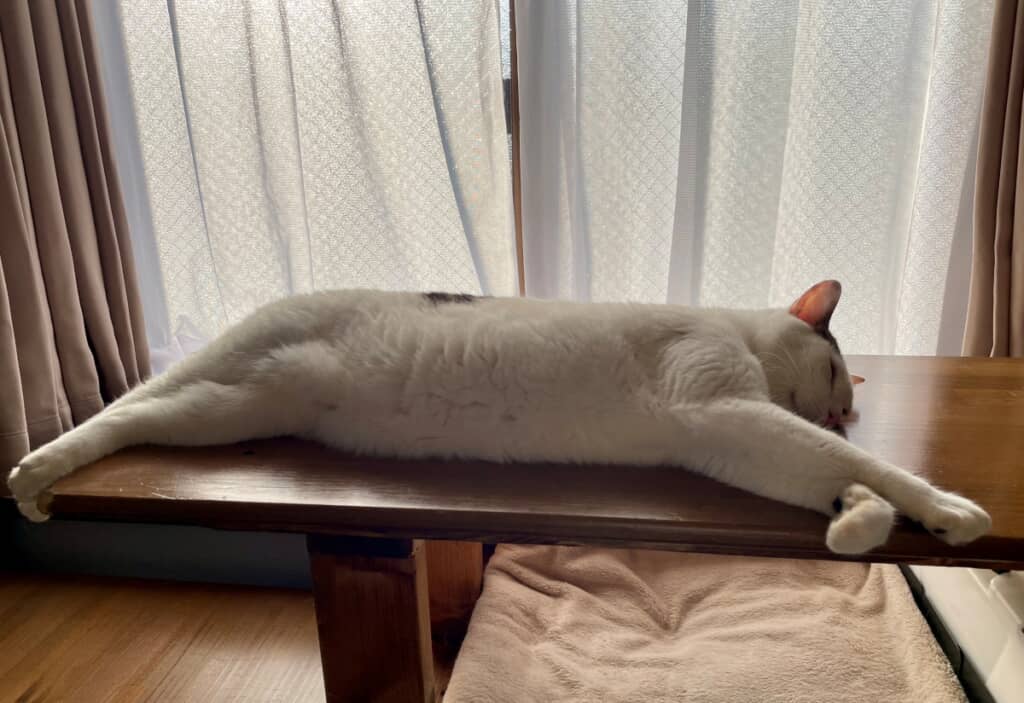 上品に伸びながら寝ています