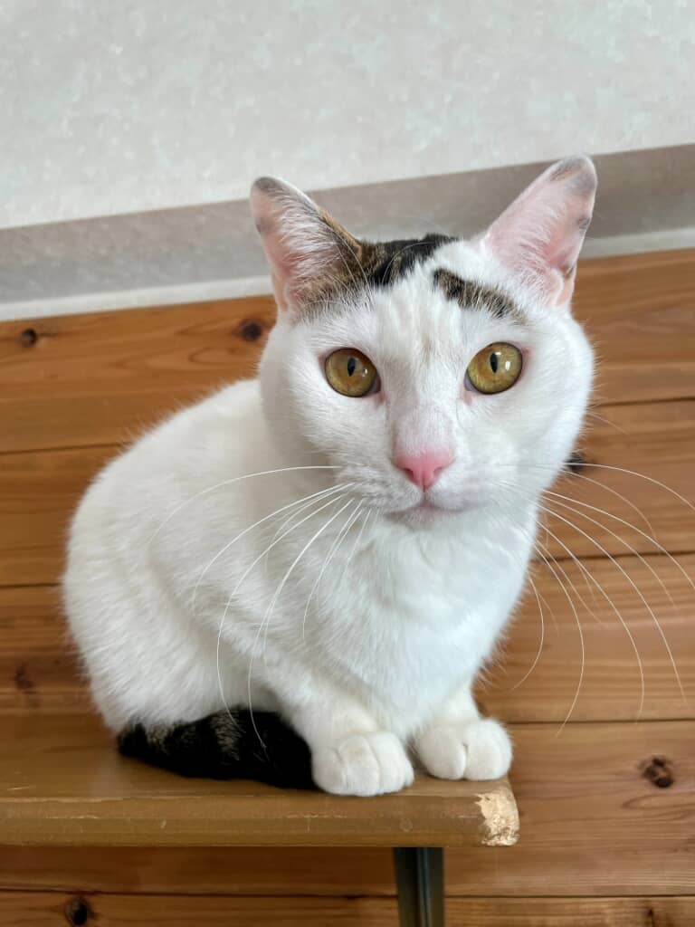 美しいお顔立ち