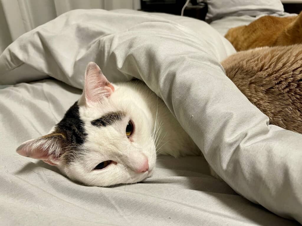 掛け布団をかけて眠るサヤくん