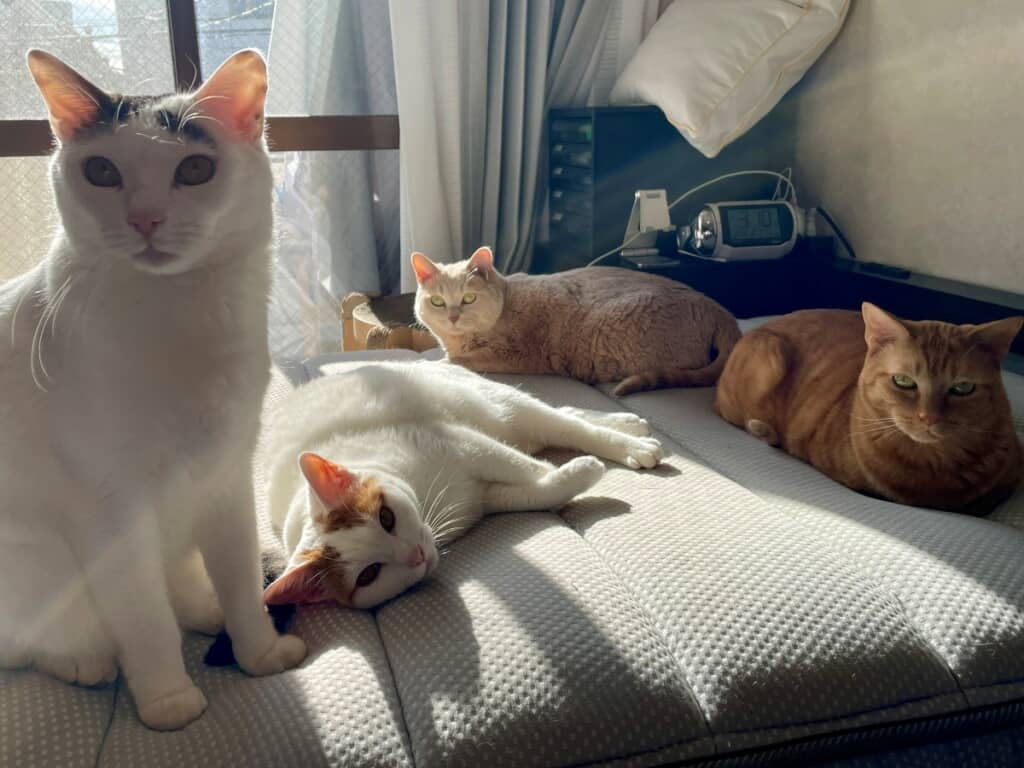 仲良しの家族達と日向ぼっこしています