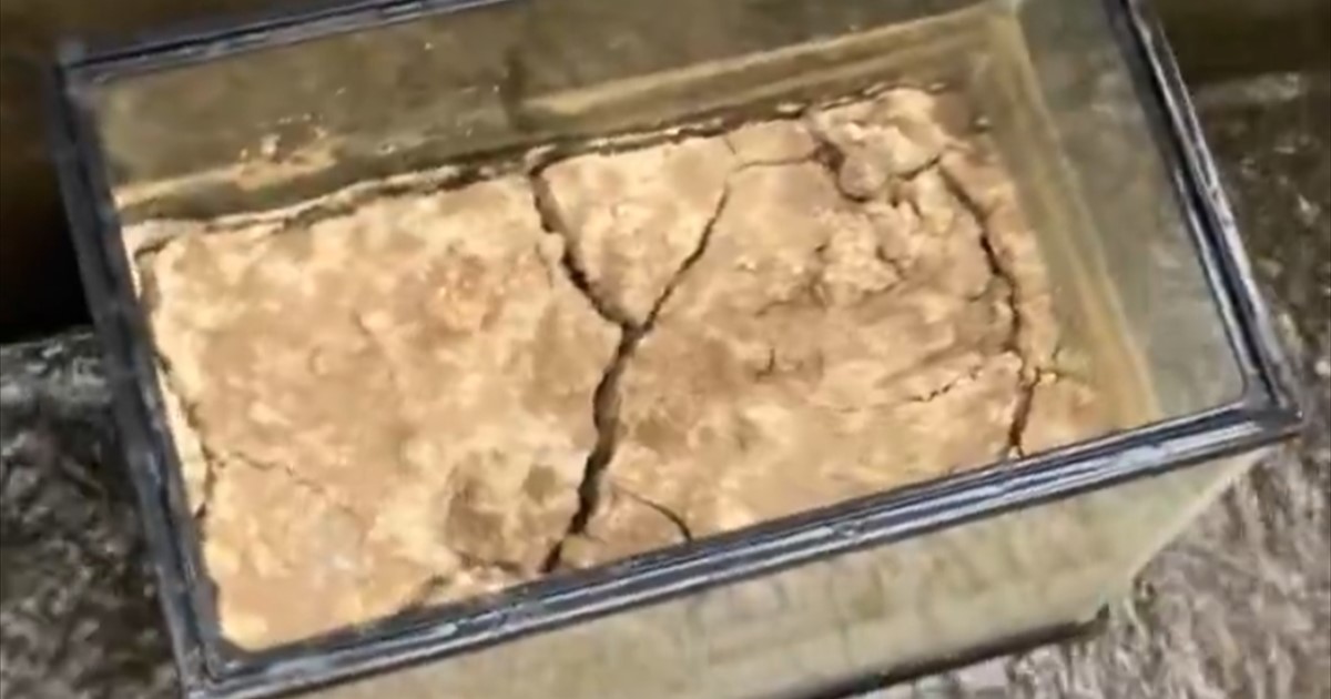 5カ月放置したカラカラの土→大雨が降った後……「なんじゃこりゃ…」　まさかの生き物の姿に「なんで生きてるんだ」（1/3） | その他生き物 ねとらぼ