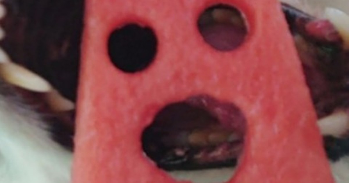 くり抜いたスイカ→愛犬に顔はめしようとしたら……「うひょー！」　330万表示の決定的な瞬間に「絵面が1秒前ww」「断末魔が聞こえる」（1/2） | 犬 ねとらぼ