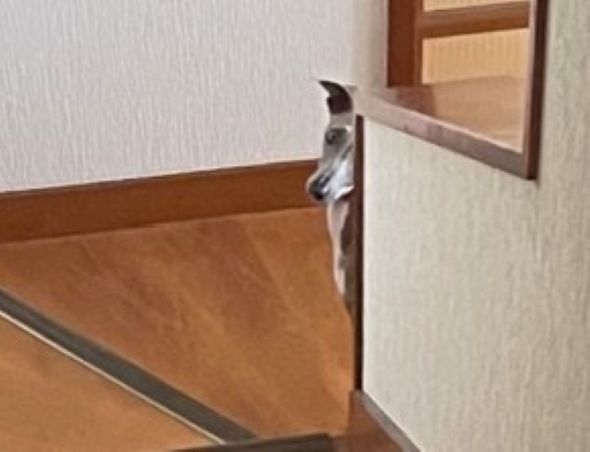 怒られるのを心配しているような様子