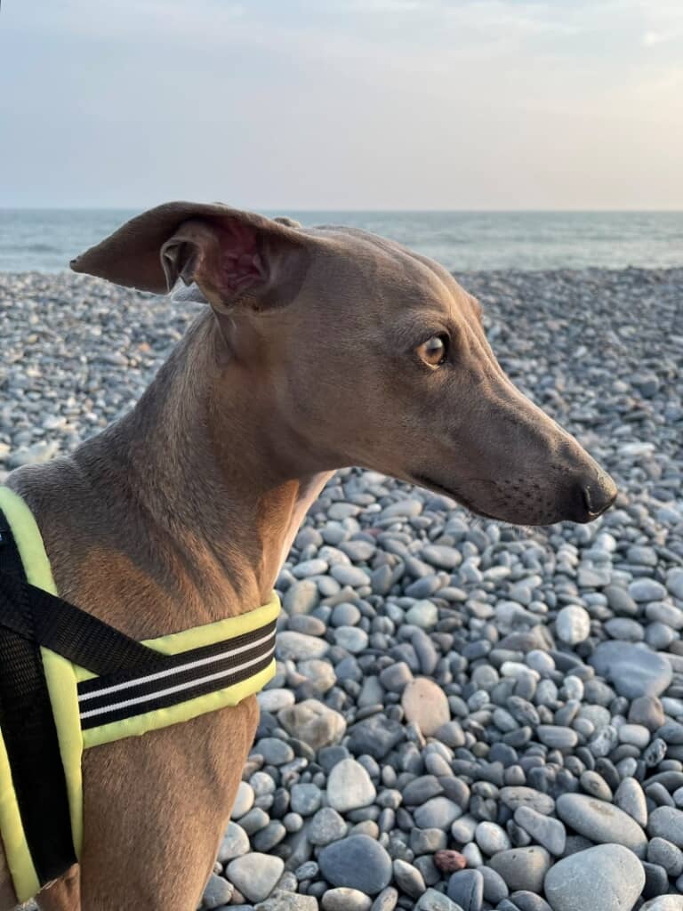 海を見つめるきれいな瞳