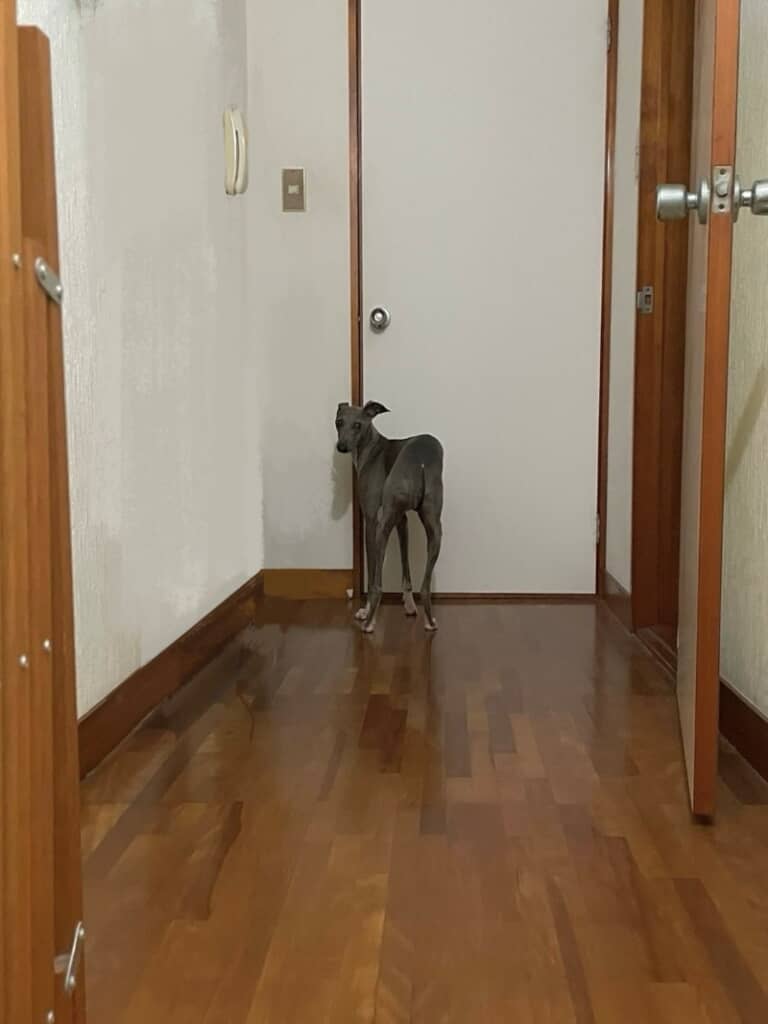 ドアを開けてもらいたいプットくん