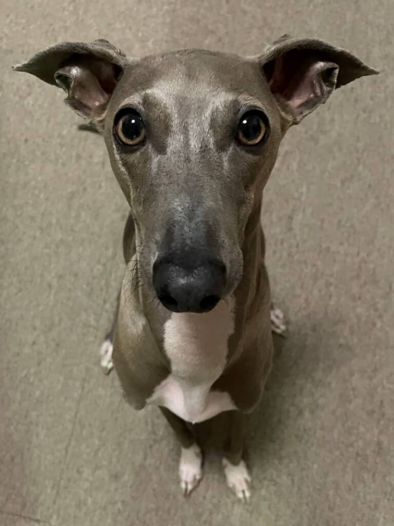 「まだまだご飯食べられます」の顔