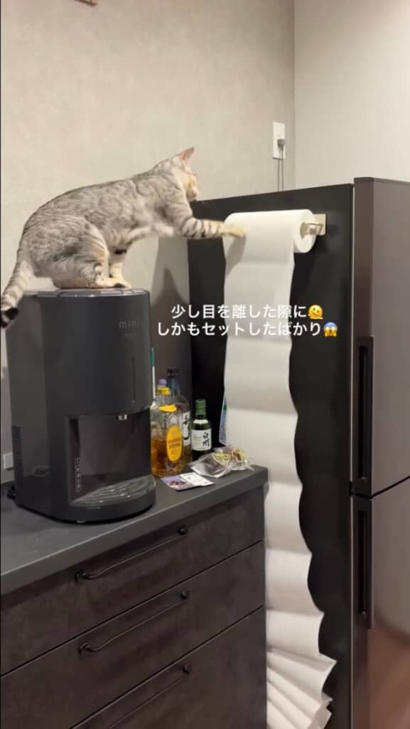 キッチンから異音が……