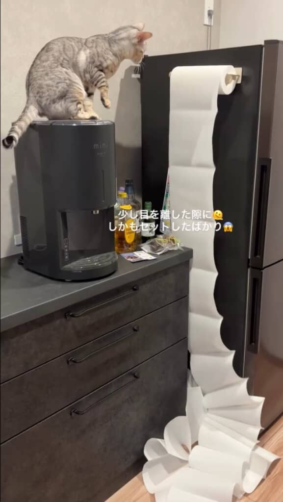 キッチンから異音が……