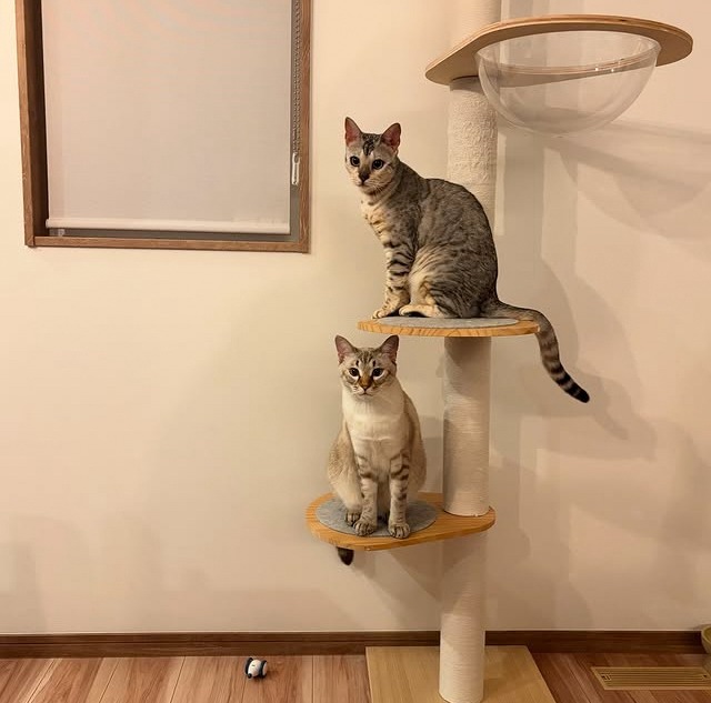 キッチンから異音が……