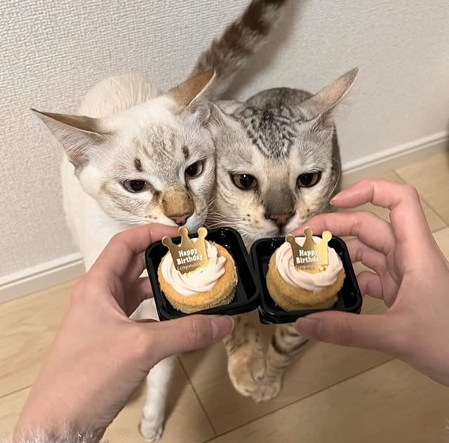 キッチンから異音が……