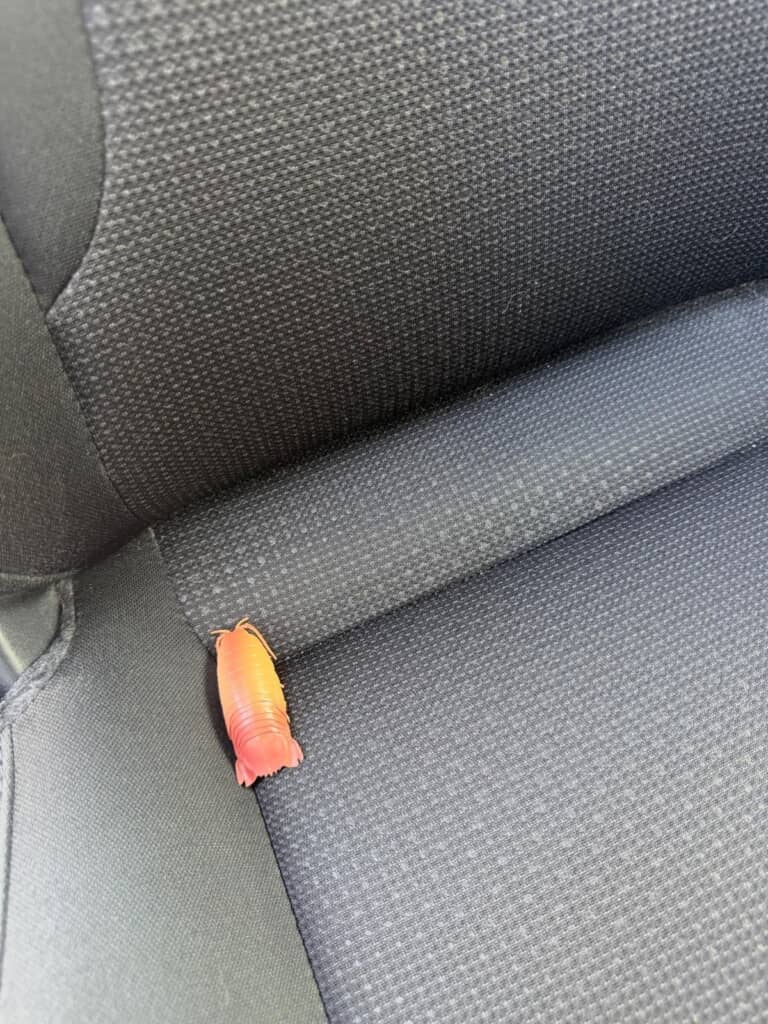 ダイオウグソクムシのフィギュア