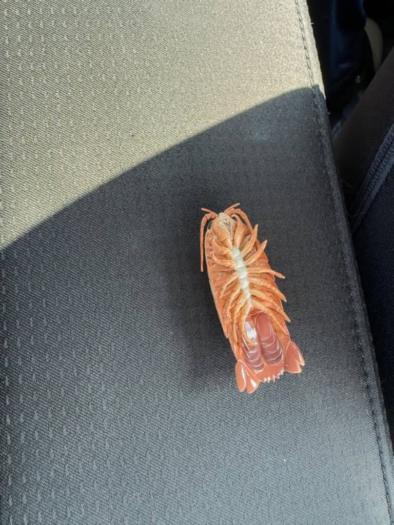 裏側はリアルな足がびっしり