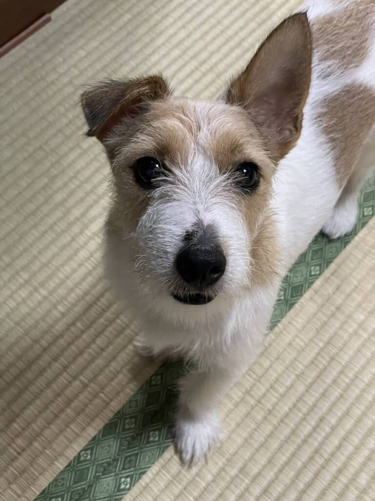 治療して元気が戻ってきました！