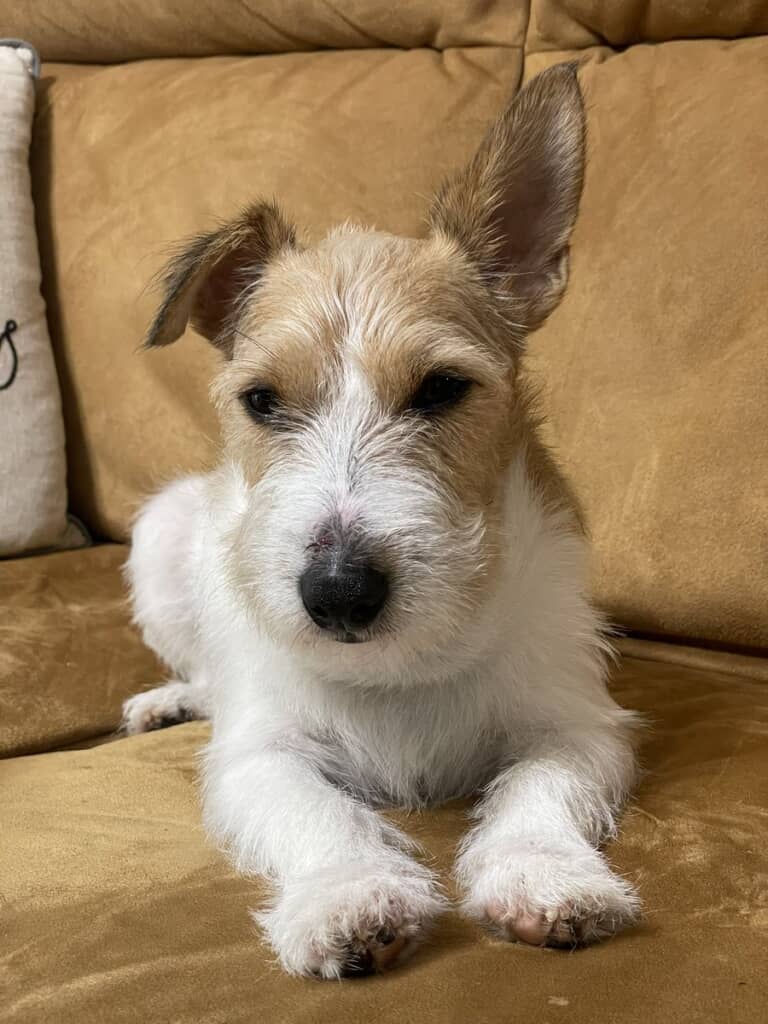 ケガを負ってしまいしょんぼり